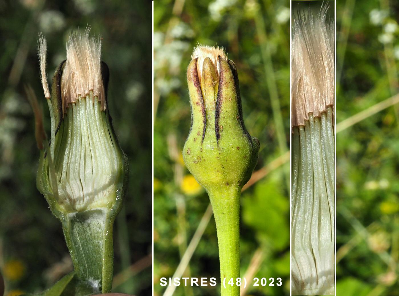 Golden-fleece fruit